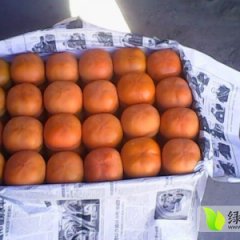 唐山遵化金奎12月北京盆柿柿子