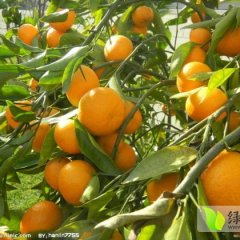 2017年柑橘现已大量上市价格0.5元/斤