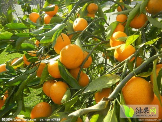 2015年湖南保靖柑橘价格
