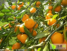 2017年柑橘现已大量上市价格0.5元/斤