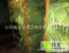 大量供应金乡优质手提蒜苔