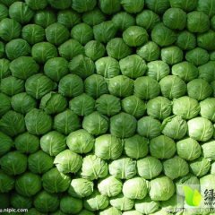 江苏东台卷心菜甘蓝口感爽口