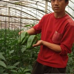 山东莘县园椒辣椒名优产品