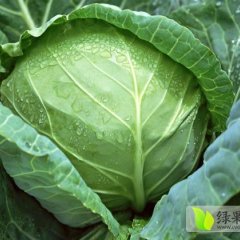 新野甘蓝上货量大,蔬菜詹永定诚信合作