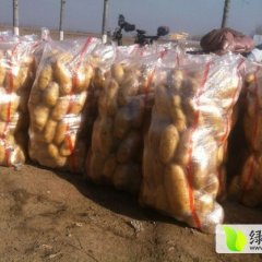 2014多伦土豆现在订货有惊喜