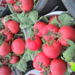 平原鸣鸡张旭林12月粉迪尼217西红柿