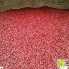 2014河间辣椒值得出手