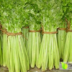 2014商河芹菜今年价格有看点