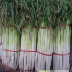 山东章丘章丘大葱著名品种