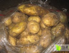内蒙古海拉尔荷兰十五土豆著名品牌