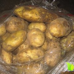 内蒙古海拉尔荷兰十五土豆著名品牌