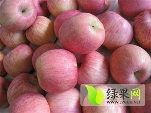 2014年陕西大荔红富士价格
