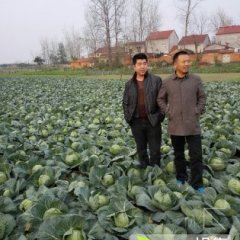 一流的品种，，甘蓝早买早赚,王集 代经理诚信合