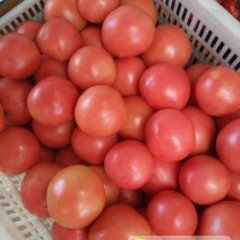 山东大红硬粉西红柿大量供应