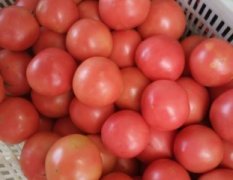 山东大红硬粉西红柿大量供应