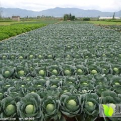 河南新野中甘21甘蓝名优产品