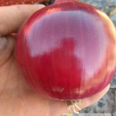 甘肃金川红皮洋葱质量上乘