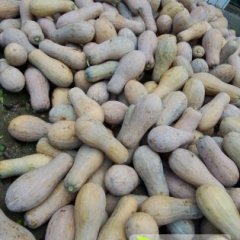 君山南瓜随行就市,建新阿威诚信合作