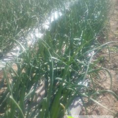 易门洋葱绿色无公害,十街周富春诚信合作