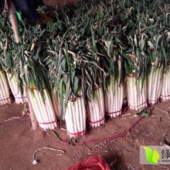 2015安丘大葱值得出手