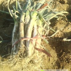 平度同和宋丽娜9月铁杆大葱