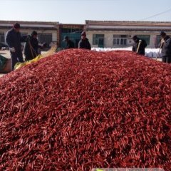 2015武城辣椒钱多人傻速来抢购