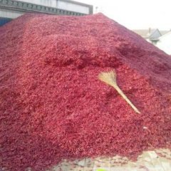 山东武城三樱椒辣椒欢迎合作