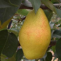 大荔梨聚焦市场,大荔党力康诚信合作