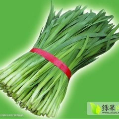山东莘县 富生韭菜营养丰富