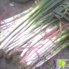 新野樊集刘炳云1月铁杆大葱