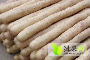 2014年河北安平小白嘴白山药价格