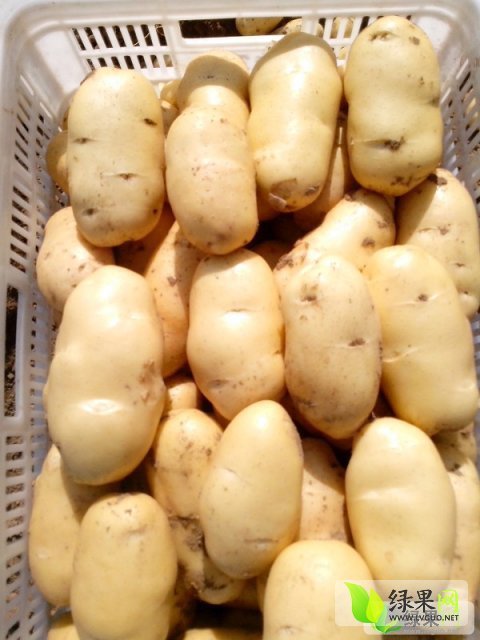 2015年山东肥城荷兰十五价格