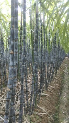 英德横石林生10月大灰种甘蔗