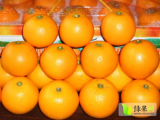 2015年湖南麻阳麻阳冰糖橙价格