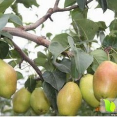 大荔梨价格适宜,范家李龙龙诚信合作