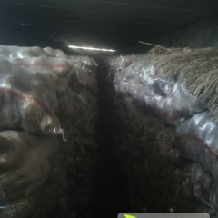 静宁一点红土豆，皮薄，个头大