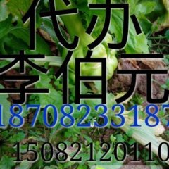 雁江1000亩榨菜开始上市了