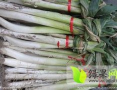 新疆 自己种植的纯绿色产品博乐铁杆大葱
