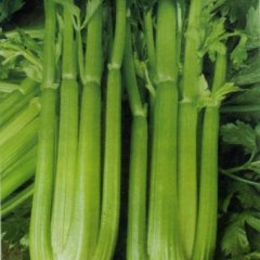 江南市场专业代销代购全国各地西芹