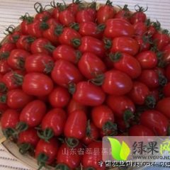 千禧圣女果价格低量大莘县宏源交易市场