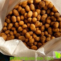 滕州龙阳小土豆1月荷兰七号土豆