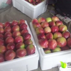 乐亭代收各种瓜果蔬菜 3月中油5号油桃