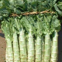 最大的莴苣种植基地莒南福建永安红莴苣