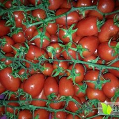 山东莘县今年我们这的果子下来的早