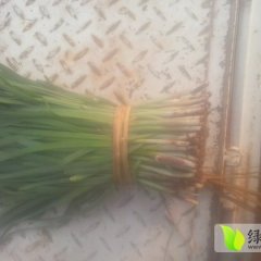 山东莱州紫根汉中：金仓街尹魁芳