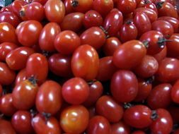 寿光田马韩秀1月粉贝贝西红柿