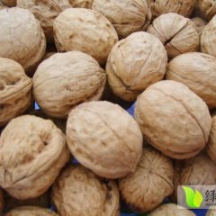 卢氏五里杨新锐9月卢氏核桃