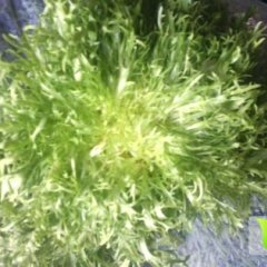 绿色食品--苦菊热销