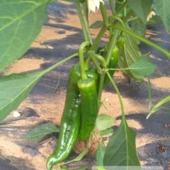 福建省泉州市晋江温栅青椒大量上市