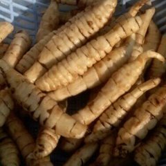 山东东昌府地参/虫草参